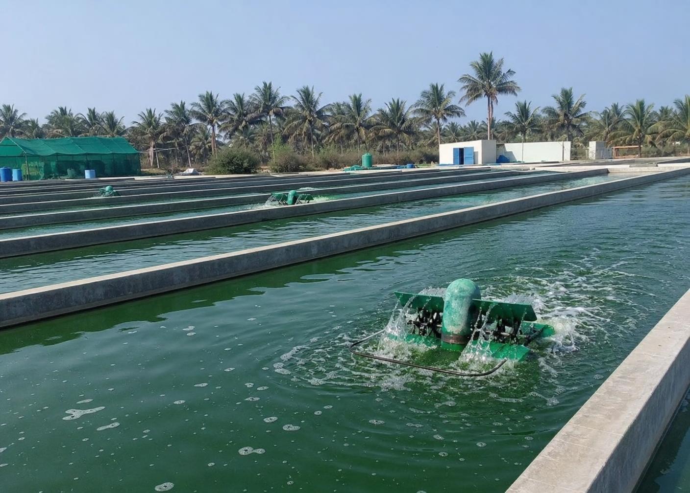Spirulina cultivation pond in India